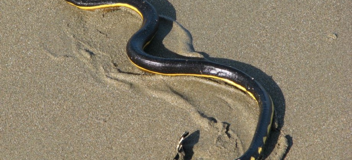 Rare venomous sea snake washes up on California beach during El Nino