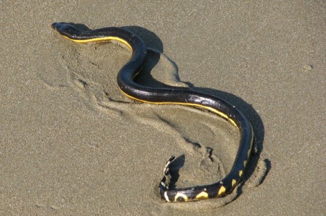 Rare venomous sea snake washes up on California beach during El Nino