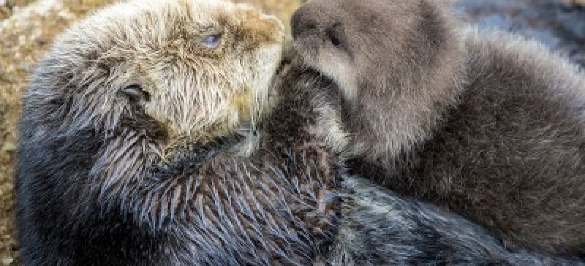 Wild Otter Swims Into Aquarium’s Tide Pool, Gives Birth To Adorable Pup