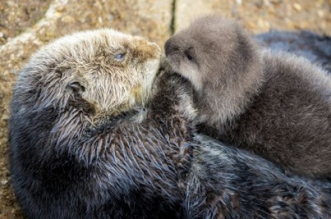 Wild Otter Swims Into Aquarium’s Tide Pool, Gives Birth To Adorable Pup