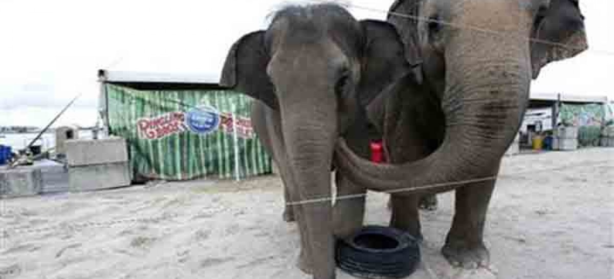 APNewsBreak: Ringling circus elephants to retire in May