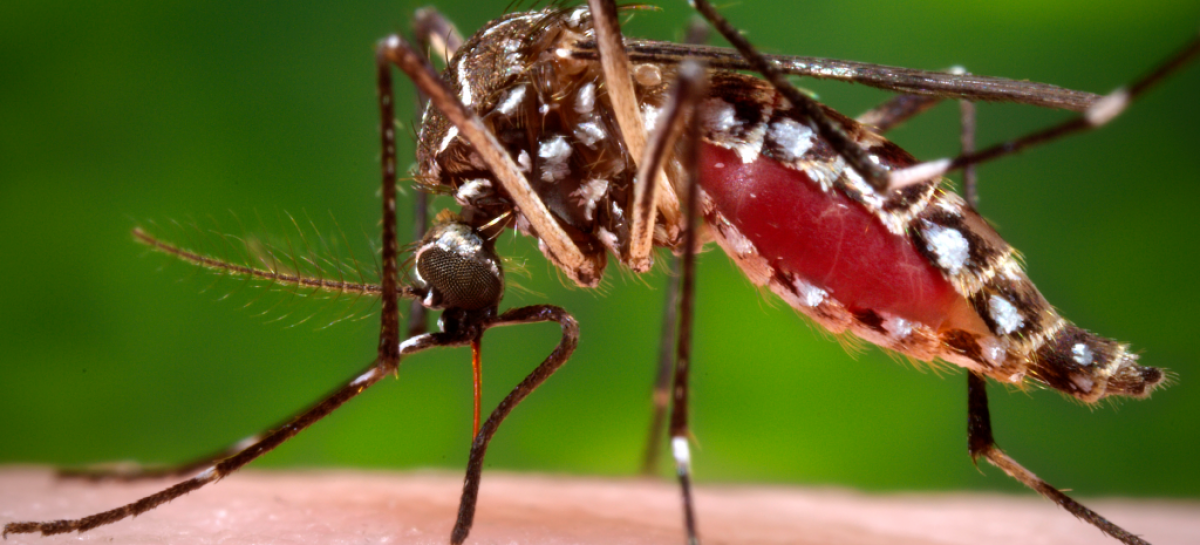 CDC: Strong signs Brazil birth defects are tied to mosquito