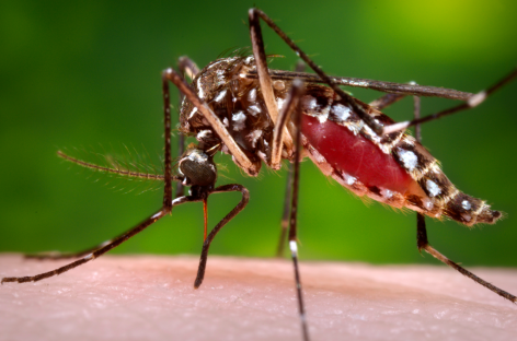 CDC: Strong signs Brazil birth defects are tied to mosquito