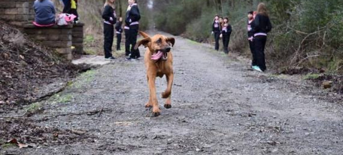 Bloodhound Sneaks Out of Yard to Run Half Marathon and Finishes 7th