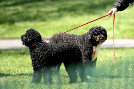 Man arrested in plot to kidnap one of the Obama family dogs