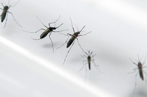 Baby with microcephaly had Zika infection