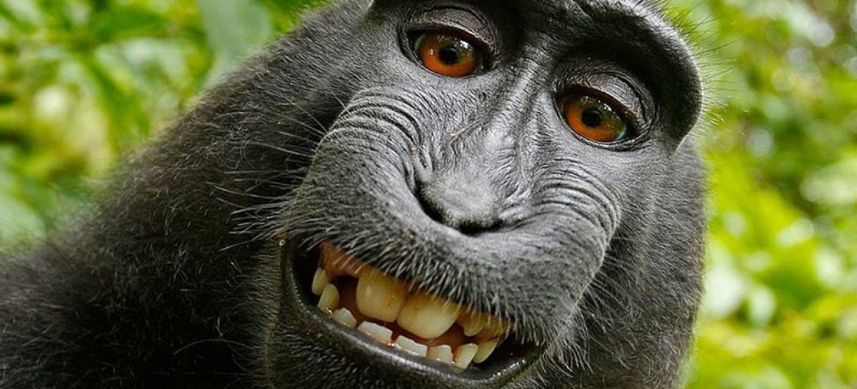 Can a monkey own a selfie photo copyright? Apparently not