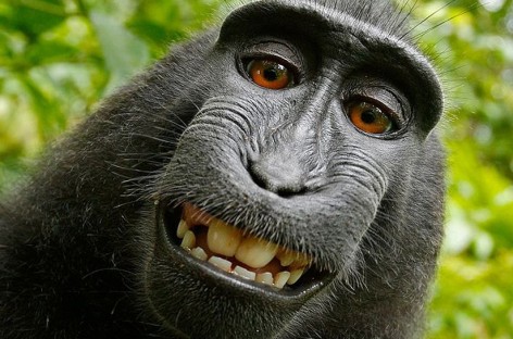 Can a monkey own a selfie photo copyright? Apparently not