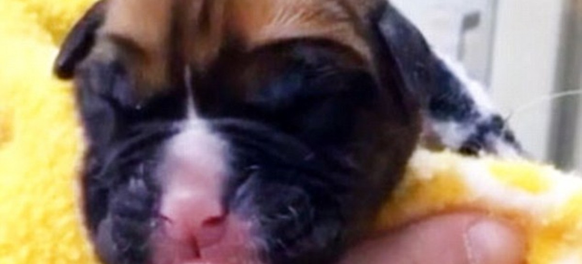 Couple Pays Nearly $100K To Have Dead Dog Cloned Into Two Puppies