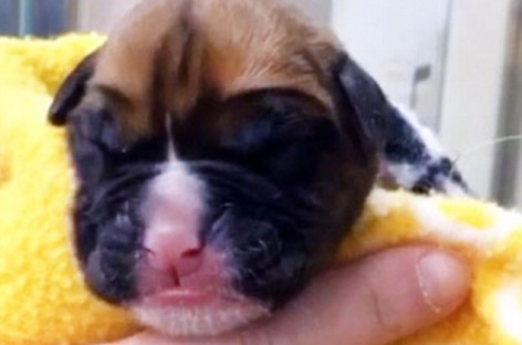 Couple Pays Nearly $100K To Have Dead Dog Cloned Into Two Puppies