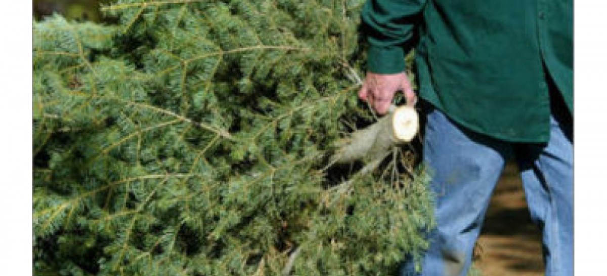 Company recycling Christmas trees for free