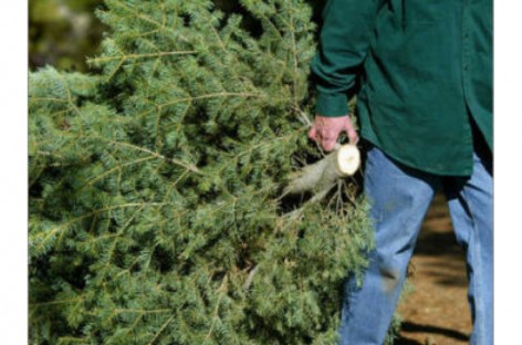 Company recycling Christmas trees for free