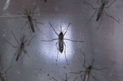 Connecticut Has ‘Clear And Present Stake’ In Zika Epidemic, Authorities Say