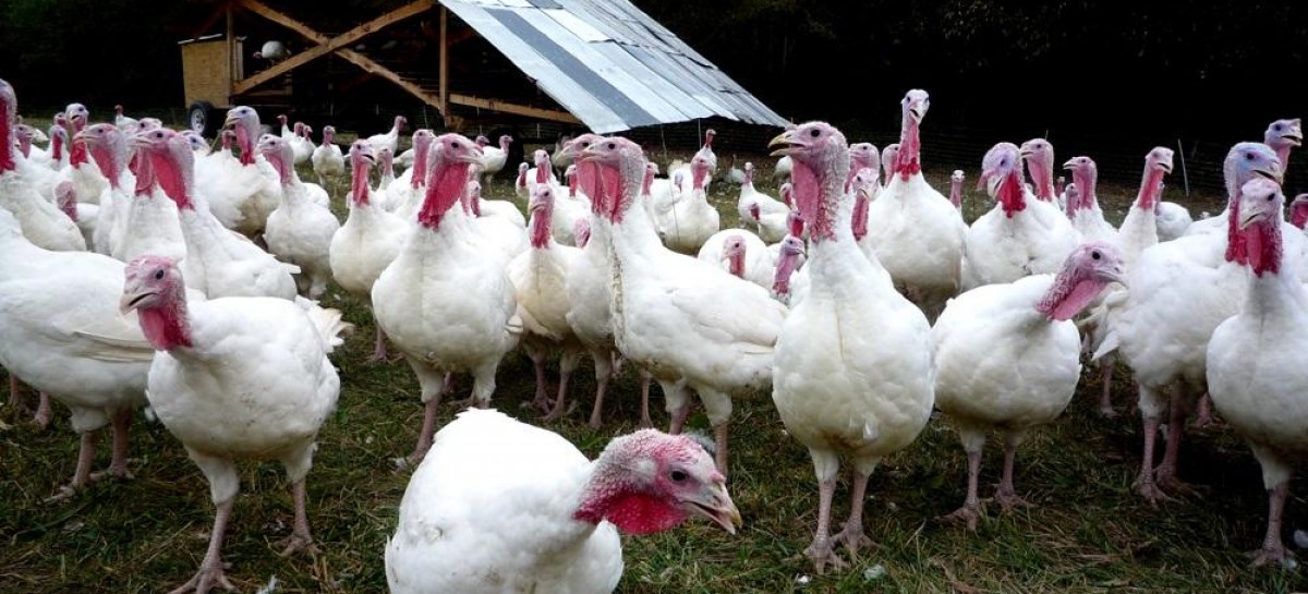 Details about the latest round of bird flu