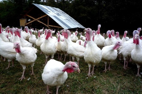 Details about the latest round of bird flu