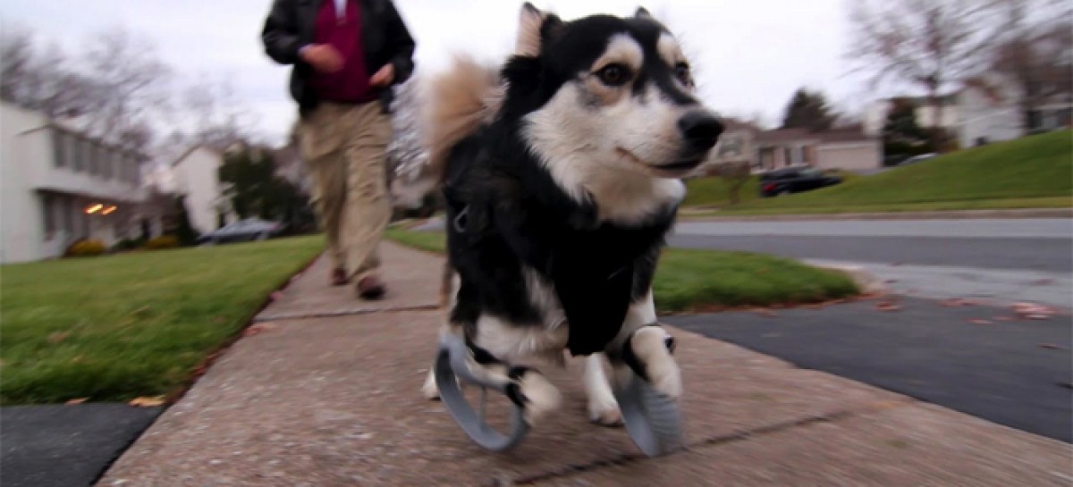 Derby The Dog’s 3D Printed Legs Get Even More Awesome