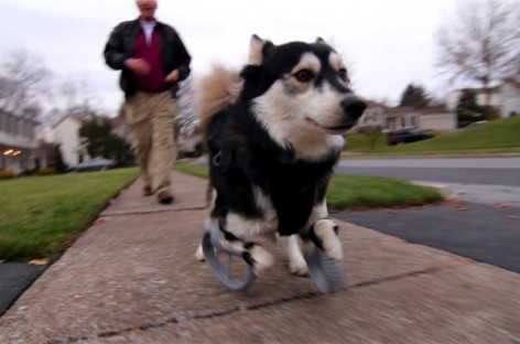 Derby The Dog’s 3D Printed Legs Get Even More Awesome