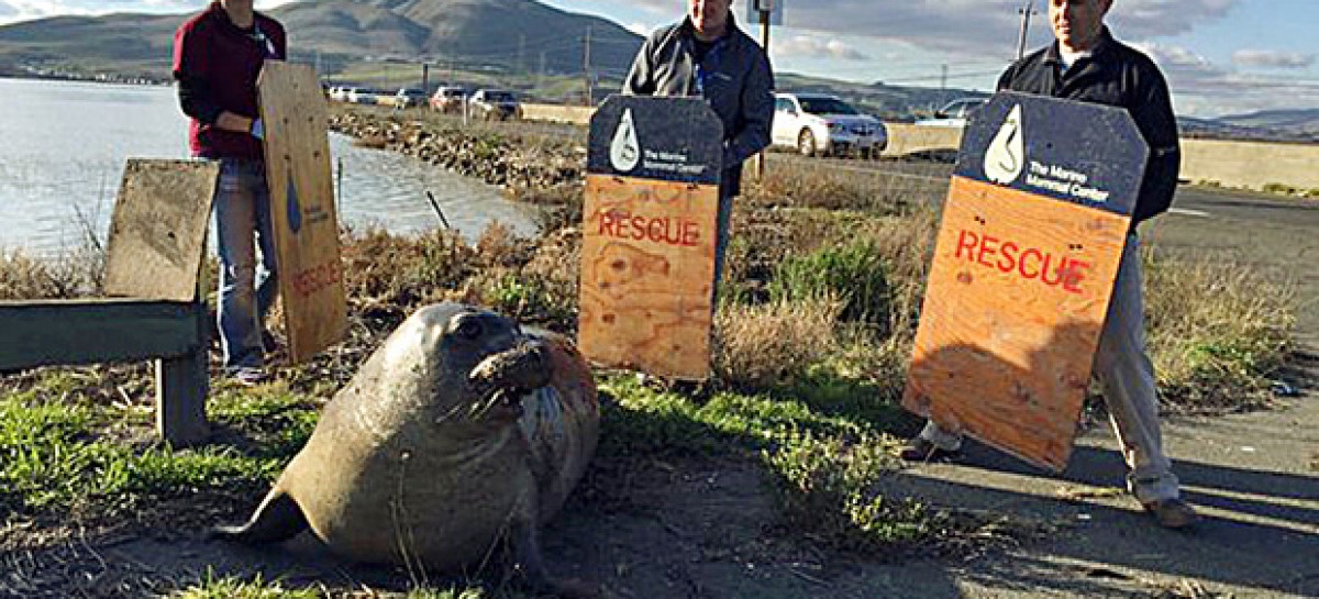 Elephant seal crossing the road, causes North Bay traffic mess