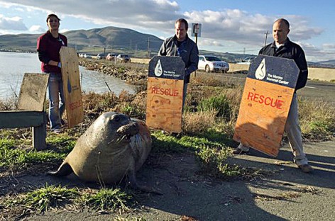 Elephant seal crossing the road, causes North Bay traffic mess