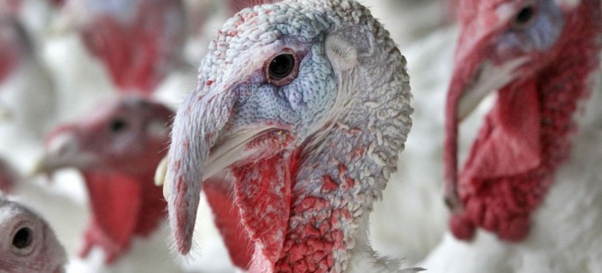 Frigid air slows efforts to euthanize turkeys in Indiana