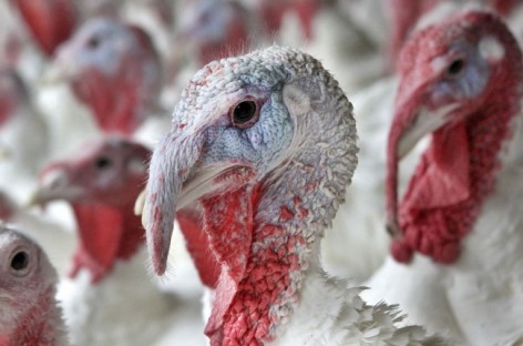 Frigid air slows efforts to euthanize turkeys in Indiana