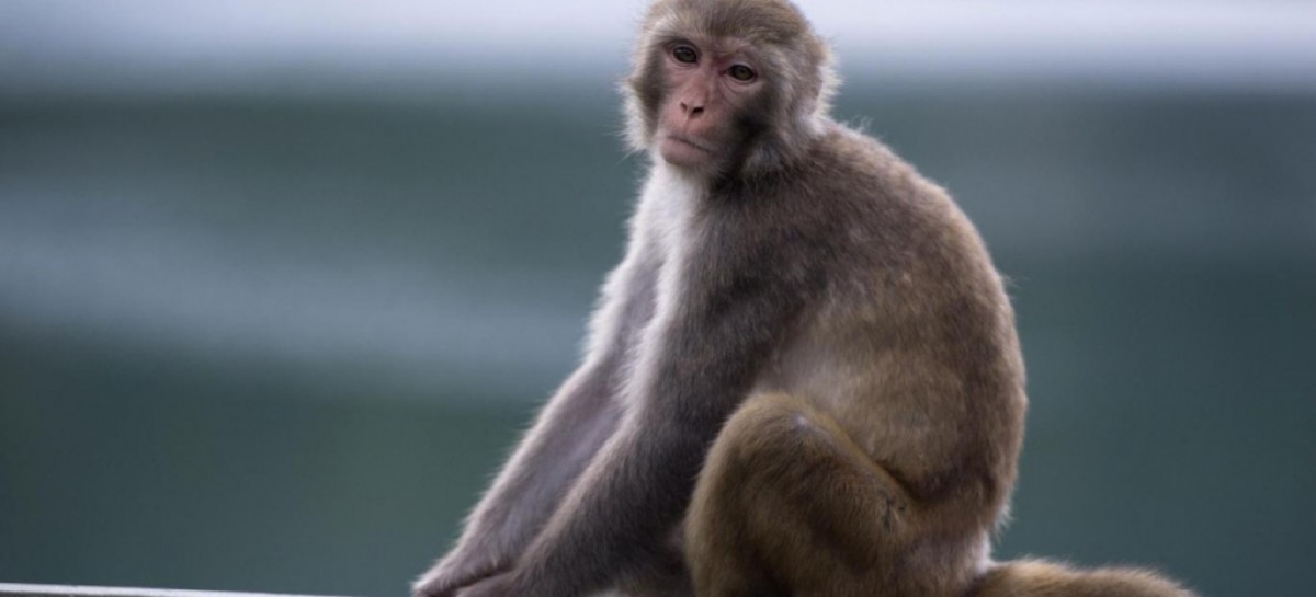 Genetically modified monkeys created to help scientists study autism