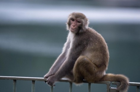 Genetically modified monkeys created to help scientists study autism