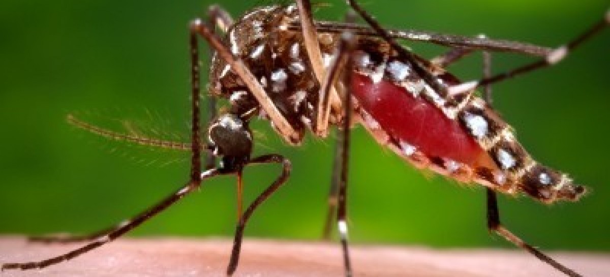 Health officials probe tie between Zika, paralyzing syndrome