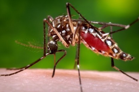 Health officials probe tie between Zika, paralyzing syndrome