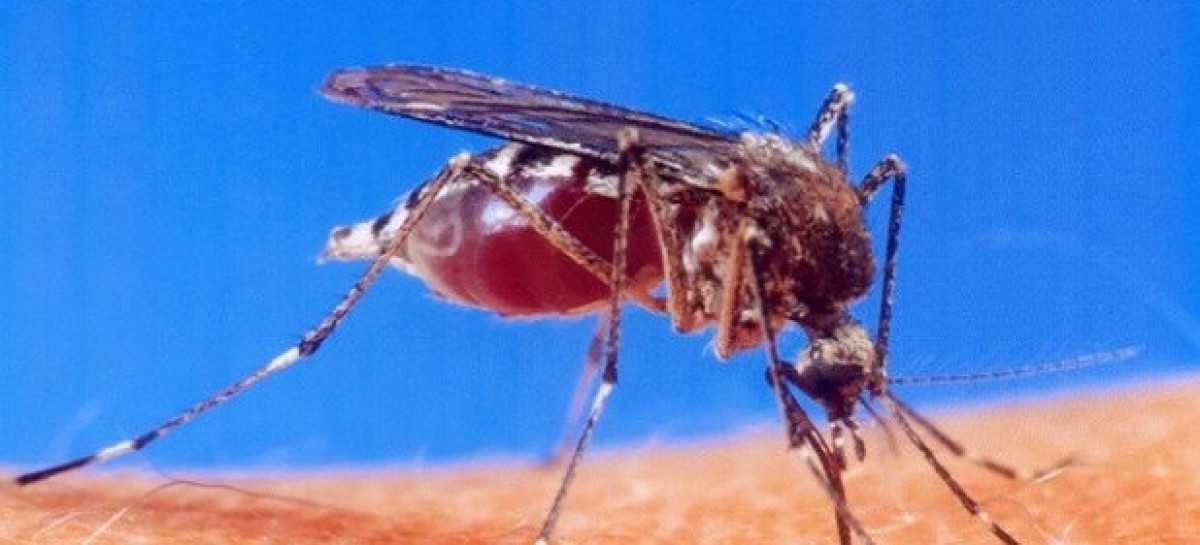 No Zika cases reported in area