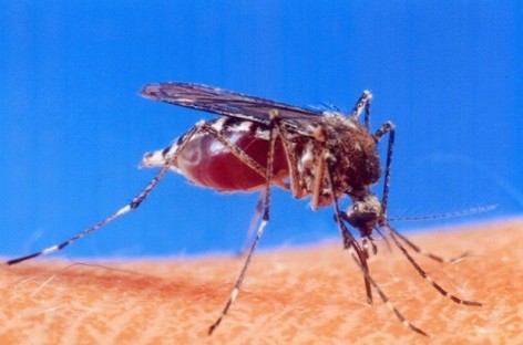 No Zika cases reported in area