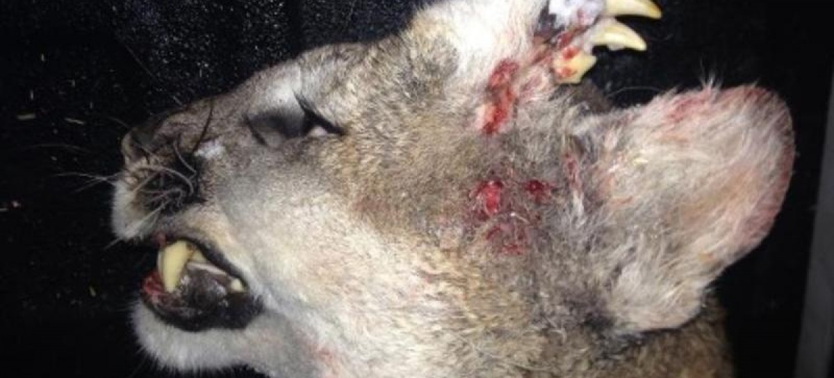 Mountain lion had teeth growing from forehead