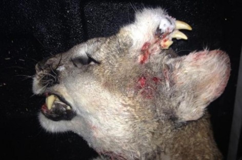 Mountain lion had teeth growing from forehead