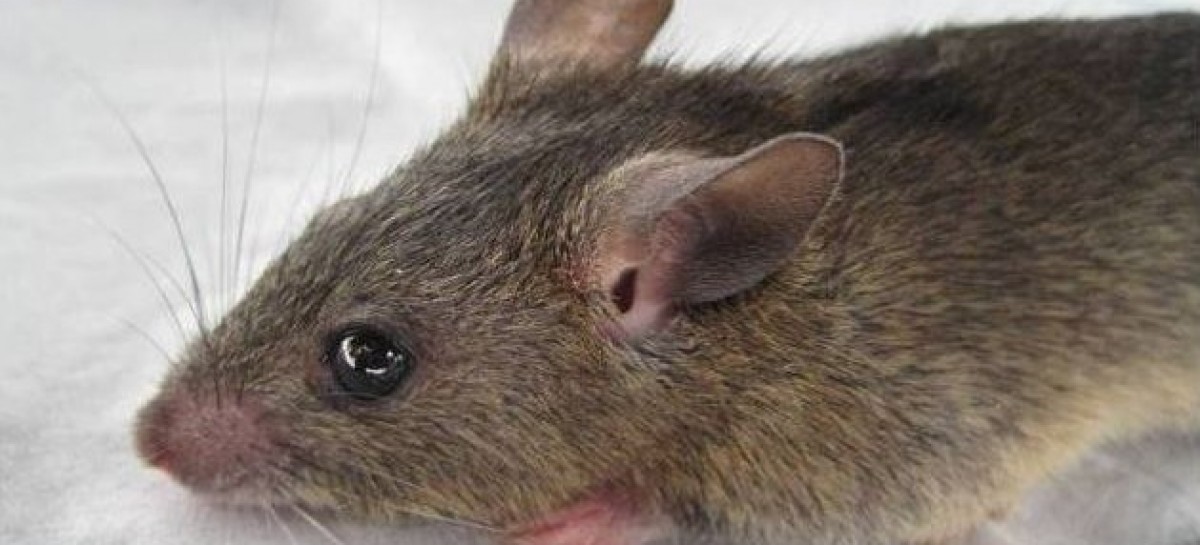 NEMA Warns: Lassa Fever As Dangerous As Ebola