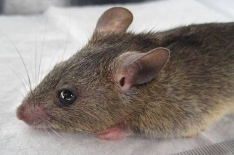 NEMA Warns: Lassa Fever As Dangerous As Ebola