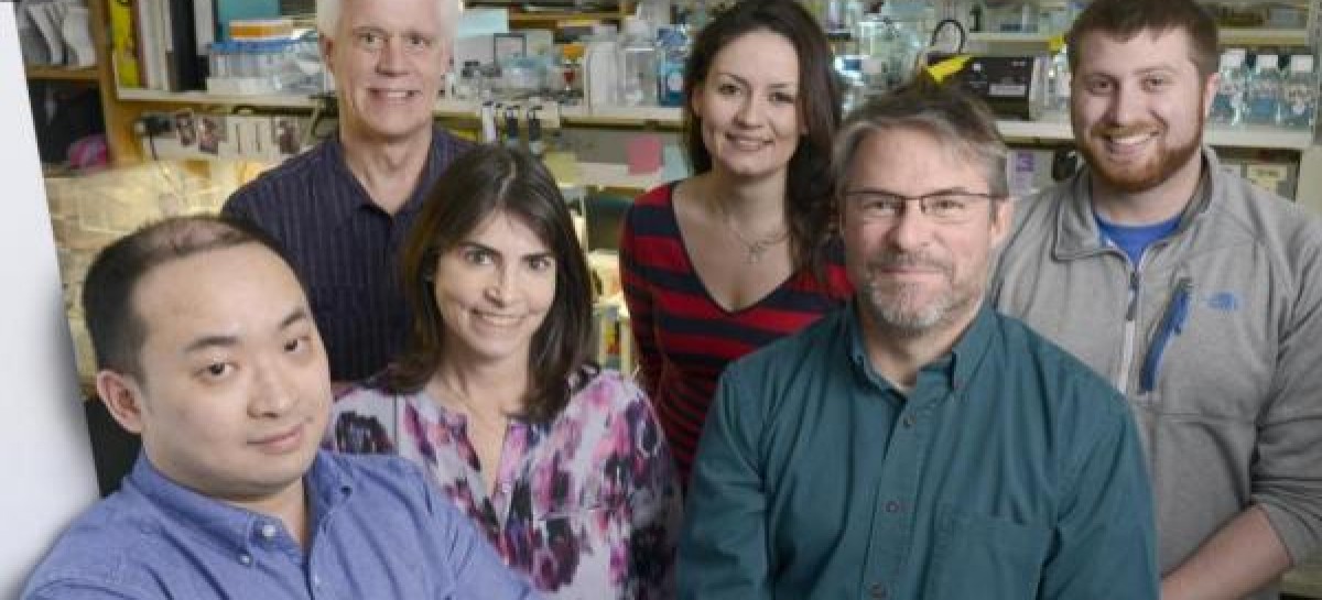 New hope for treating muscular dystrophy