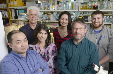 New hope for treating muscular dystrophy