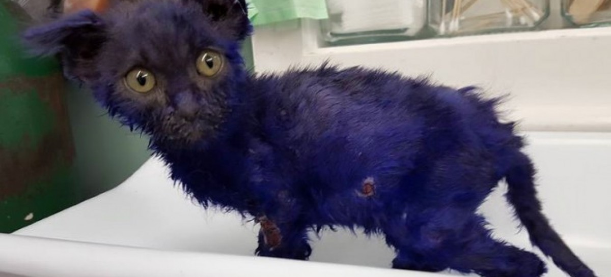 Purple kitty may have been used as ‘chew toy’