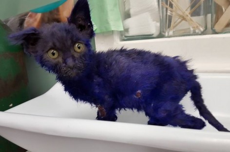 Purple kitty may have been used as ‘chew toy’