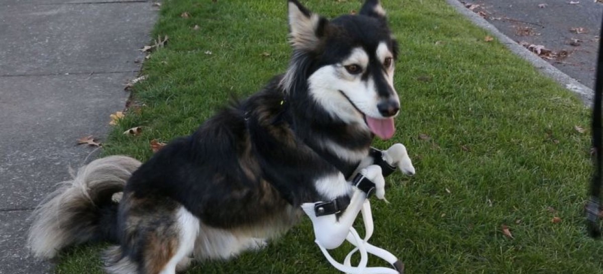 Pup Born Without Fully-Formed Paws Gets Prosthetic Paws