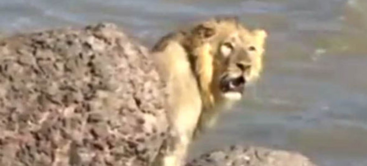 Rescue of wild lion from sea in Gujarat