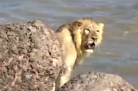 Rescue of wild lion from sea in Gujarat