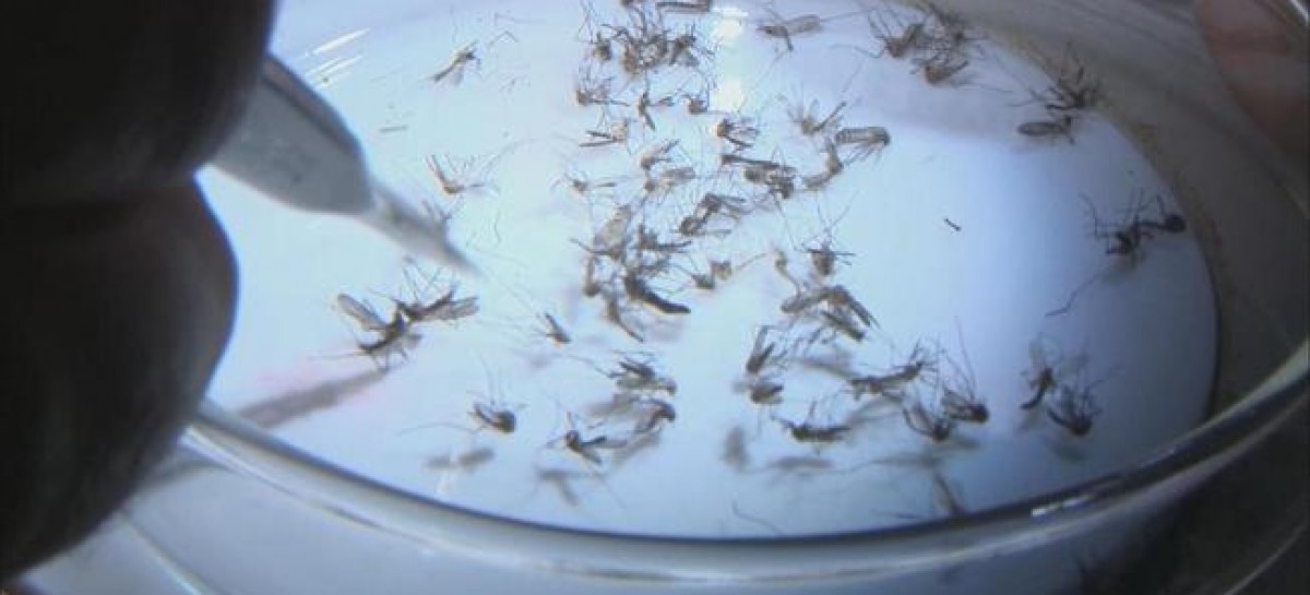 Three Britons infected with Zika virus through mosquito bites