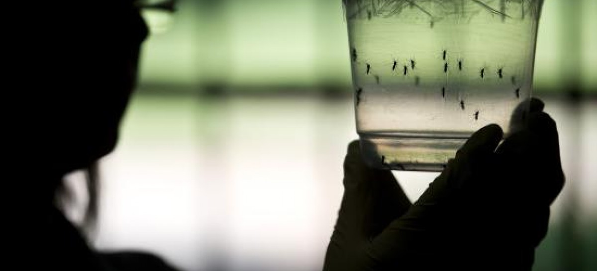 United Nations to decide if Zika virus is a global health emergency