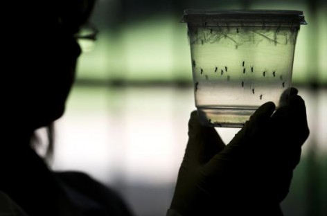 United Nations to decide if Zika virus is a global health emergency