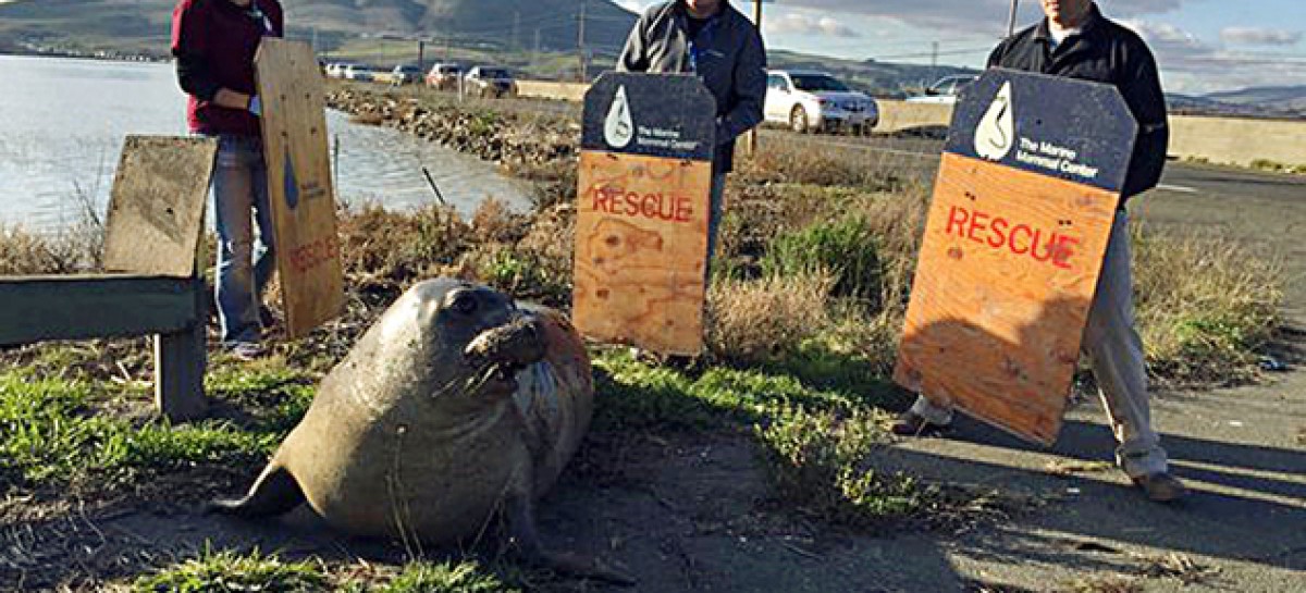 Wayward elephant seal tries to cross Highway 37