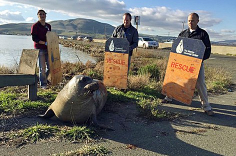 Wayward elephant seal tries to cross Highway 37