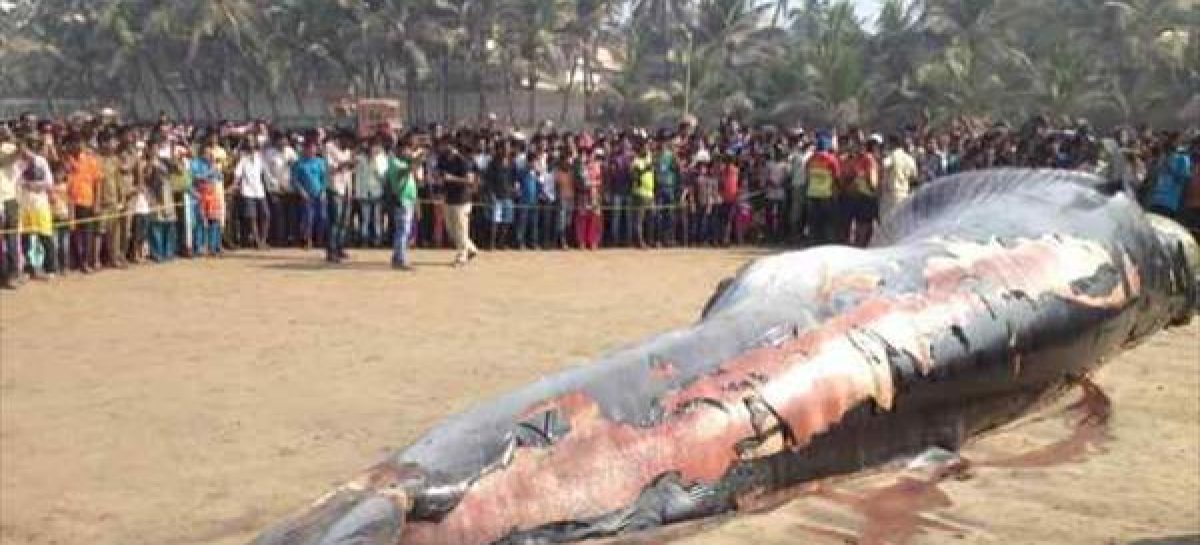 30-feet dead whale washes ashore at Juhu Beach