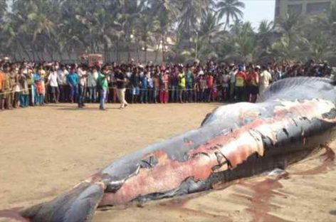 30-feet dead whale washes ashore at Juhu Beach