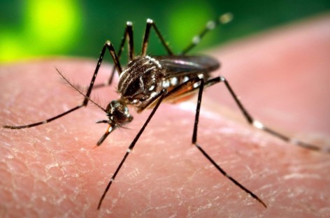 Zika virus will continue to spread — CDC